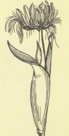 Рисунок кукурузы